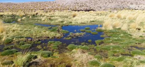 Illustrative image for the news: Mining and Environment: Revegetation Advances at Vega de Trapiche in Catamarca | Panorama Minero