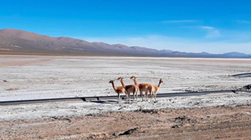 Imagen ilustrativa para el artículo: Manejo sostenible de vicuñas en Olaroz Chico