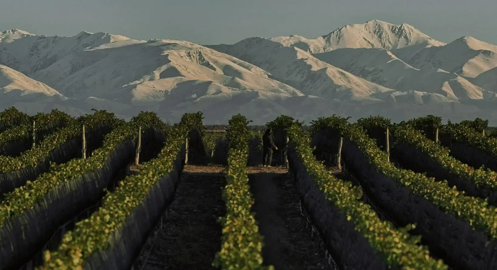 From Grinding Media to Premium Wine: Elecmetal and the Diversified Group Model Between Chile and Mendoza