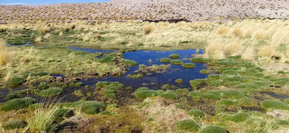 Imagen ilustrativa para la noticia: Minería y ambiente: avanzan tareas de revegetación en la Vega de Trapiche en Catamarca | Panorama Minero