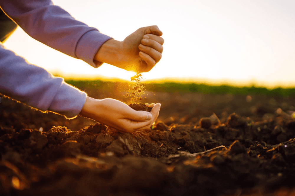 Illustrative image for the news: Soil Remineralization Gains Momentum as Agricultural Lime Plays a Growing Role in Nutrient Replenishment | Panorama Minero