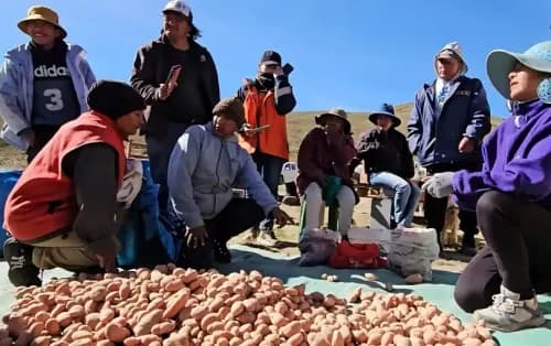 Imagen ilustrativa para la noticia: Los cultivos andinos, con apoyo de la minería, son el nuevo desafío para las comunidades originarias | Panorama Minero
