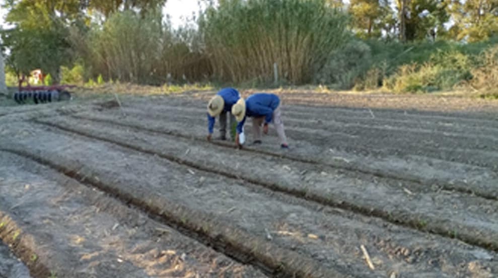 Tras las heladas, Minas Argentinas apoyó al sector chacarero de Jáchal con plantines de tomate